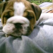 Engelsk bulldog Archie