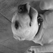 Labrador retriever donna