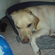 Labrador retriever donna