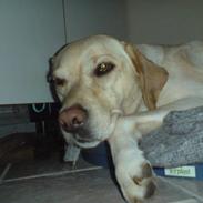 Labrador retriever donna