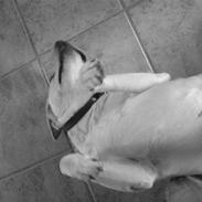 Labrador retriever donna