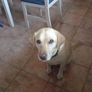 Labrador retriever donna