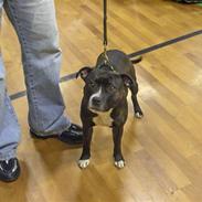 Staffordshire bull terrier Mathilde