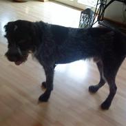 Ruhåret hønsehund † Fister † R.I.P.