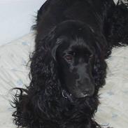 Cocker spaniel Max R.I.P