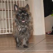 Cairn terrier laurits