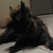 Cairn terrier laurits