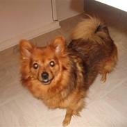 Blanding af racer rosa