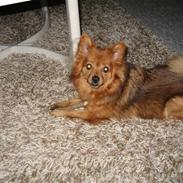 Blanding af racer rosa