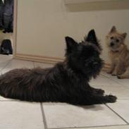 Cairn terrier laurits