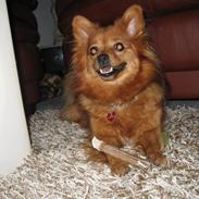 Blanding af racer rosa