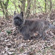 Cairn terrier laurits