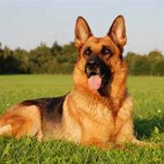 Schæferhund Rask Priscilla