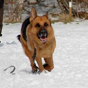 Schæferhund Rask Priscilla