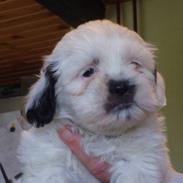 Shih tzu Oscar