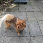 Blanding af racer rosa