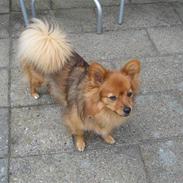 Blanding af racer rosa