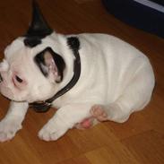 Fransk bulldog Mulle
