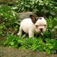 Fransk bulldog Mulle