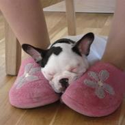 Fransk bulldog Mulle