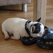 Fransk bulldog Mulle