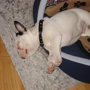 Fransk bulldog Mulle