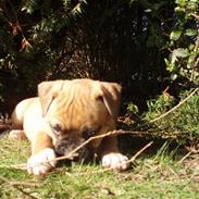 Amerikansk bulldog Fie