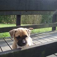 Amerikansk bulldog Fie