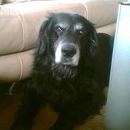 Flat coated retriever balder