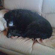 Flat coated retriever balder