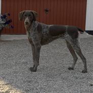 Korthåret hønsehund Dina