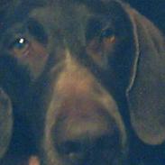 Korthåret hønsehund Dina