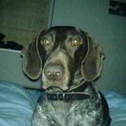 Korthåret hønsehund Dina