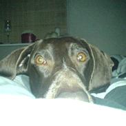 Korthåret hønsehund Dina