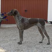 Korthåret hønsehund Dina