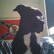 Amerikansk staffordshire terrier Thinca.