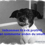 Dansk svensk gaardhund Kvik *R.I.P* min baby:´(