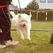 West highland white terrier Bølle 