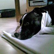 Amerikansk staffordshire terrier Tyson