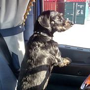 Blanding af racer Charlie