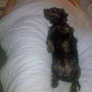 Blanding af racer Charlie