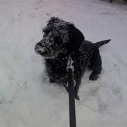 Blanding af racer Charlie