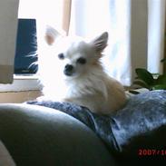 Chihuahua sigurd