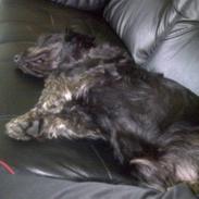 Blanding af racer Charlie