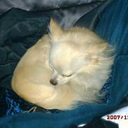 Chihuahua sigurd