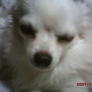Chihuahua sigurd