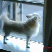 Chihuahua sigurd