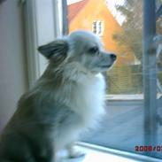 Chihuahua sigurd