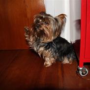 Yorkshire terrier Sofie