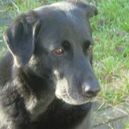 Blanding af racer Ronja<3